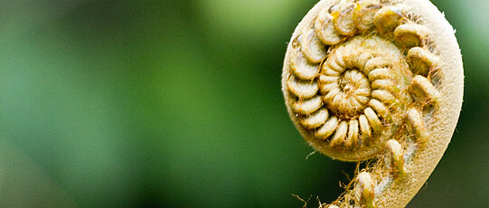 Close-up of a stalk that has rolled like a snail shell.