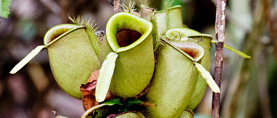 Calyxes of a carnivorous plant.