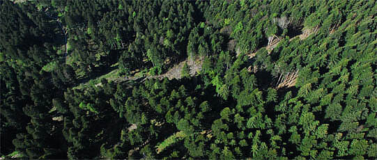 Coniferous forest from the air.