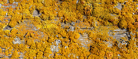 Rocky ground covered with yellow mosses.
