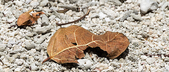 Two withered leaves on light gravel.