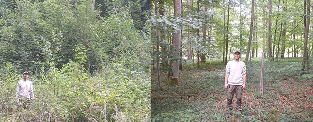 Abb. 2: Sechs Jahre nach Experimentstart. Links: MainPro-Mitarbeiter Ludwig Lettenmaier vor einem in der dicht bewachsenen Kronenlücke kaum sichtbaren Wildschutzzaun. Rechts: Ludwig Lettenmaier vor einem Wildschutzzaun im geschlossenen Wald.