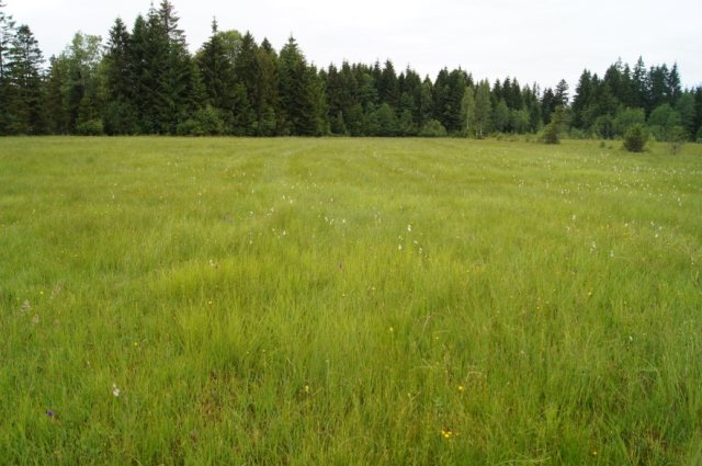 Figure 2: Example of natural habitat type „Molinia meadow on chalk and clay“, NATURA 2000 code 6410, photo taken June, 16th, 2011