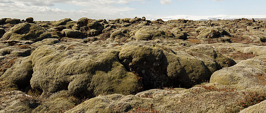 Moss-grown rocks.