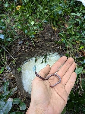 Regenwurm auf der Hand