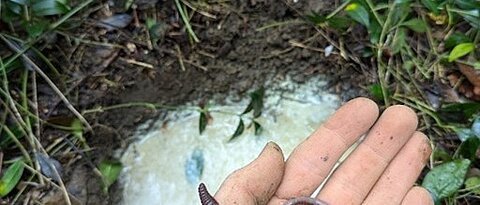 Regenwurm auf der Hand