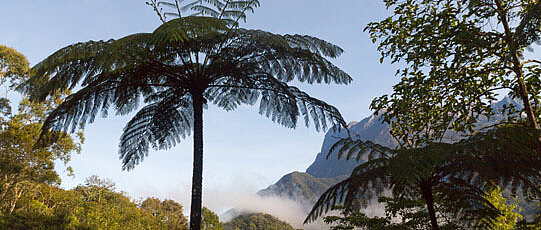 Various trees in front of a mountain.