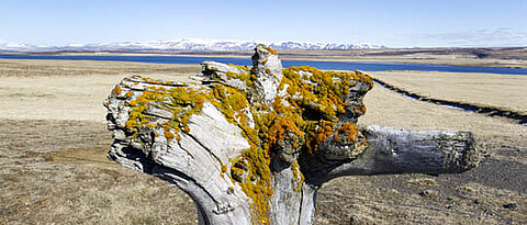 Driftwood overgrown with moss in front of mountains and water.