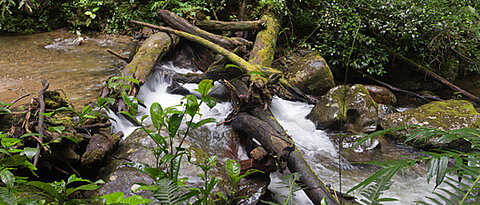 Brook with dammed up driftwood.