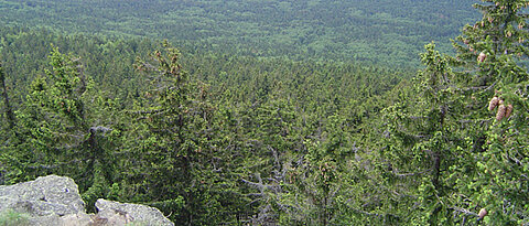 View from above on coniferous forest.