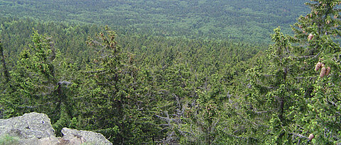 Blick von oben auf Nadelwald.