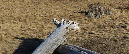 Driftwood on a sandy beach.