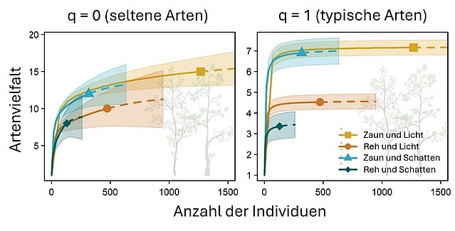 Abb. 3: Individuenbasierte Rarefaktions- (durchgezogene Linien) und Extrapolationskurven (gestrichelte Linien) für Bäume der Höhenklasse > 130 cm (erfolgreich aus der Verbisszone herausgewachsen) in vier Behandlungstypen. „Licht (Kronenlücke)” mit Zaun, „Licht (Kronenlücke)” ohne Zaun, „Schatten (geschlossene Kronendecke)” mit Zaun und „Schatten (geschlossene Kronendecke)” ohne Zaun. Die Analysen basieren auf Hill-Zahlen unterschiedlicher Ordnung (q). Dabei entspricht q = 0 der beobachteten Artenzahl (starker Einfluss seltener Arten) und q = 1 der Shannon-Diversität (typische Arten werden mehr gewichtet).