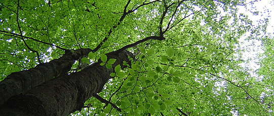 View from below towards tree trunk and treetop.