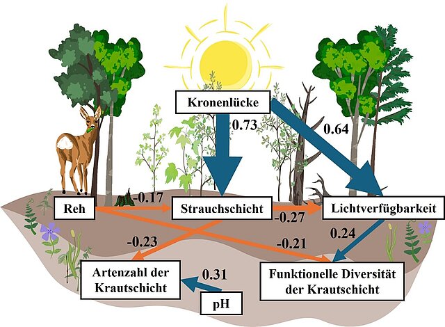 Abb. 4: Ergebnisse der Strukturgleichungsmodelle, die die direkten und indirekten Effekte von Rehpräsenz und Kronenlücken auf die Artenzahl sowie die funktionelle Vielfalt der Krautschicht zeigen. Blaue Pfeile kennzeichnen signifikante positive Effekte, orange Pfeile signifikante negative Effekte. Die Dicke der Pfeile ist proportional zu den standardisierten Pfadeffekten, die jeweils neben den Pfeilen angegeben sind. Strauchbedeckung und Lichtverfügbarkeit wirken als Mediatoren, die Kronenlücken und Rehpräsenz mit der Krautschicht verknüpfen.