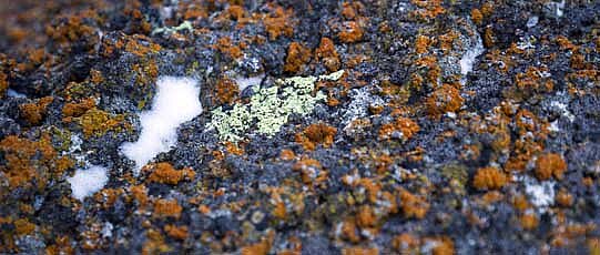 Moss and ice on a rock.