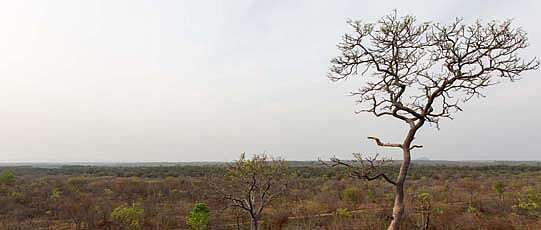 Two almost bare trees in a steppe.