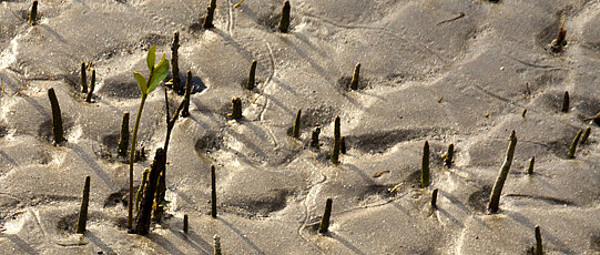 Small plants growing through muddy ground.